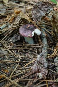 Russula vinacea image