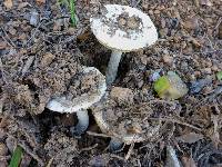 Amanita vernicoccora image