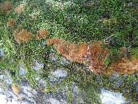 Phellinus gilvus image