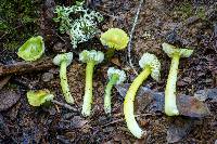 Hygrocybe virescens image