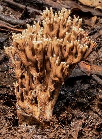 Ramaria flaccida image