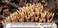 Ramaria flaccida image