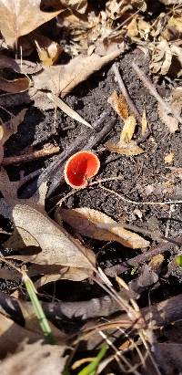 Sarcoscypha austriaca image