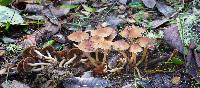 Psathyrella piluliformis image