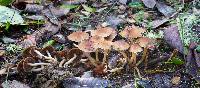 Psathyrella piluliformis image