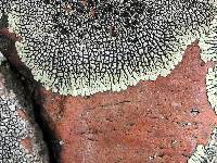 Dimelaena oreina image
