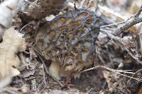 Morchella snyderi image