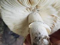 Amanita vernicoccora image