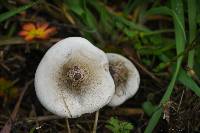 Melanoleuca exscissa var. exscissa image