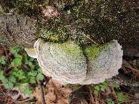 Trametes pubescens image