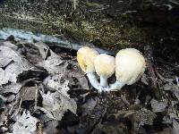 Coprinellus flocculosus image