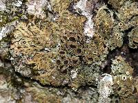 Anaptychia palmulata image