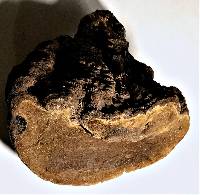 Phellinus igniarius image