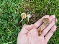 Pholiota terrestris image