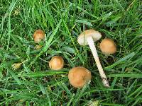 Marasmius oreades image