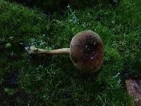 Phylloporus rhodoxanthus image