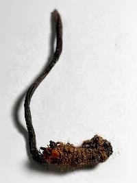 Ophiocordyceps ravenelii image