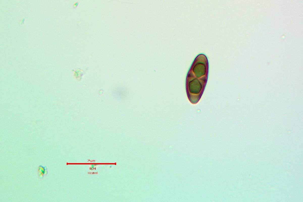 Rinodina badiexcipula image