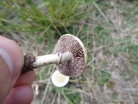 Stropharia coronilla image