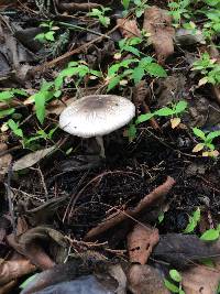 Agaricus endoxanthus image