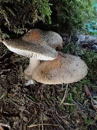 Inocybe fuscidula image