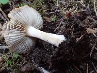 Inocybe fuscidula image