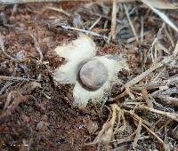 Geastrum minimum image