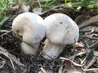 Calocybe gambosa image