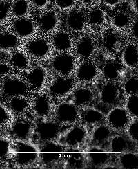 Fomes excavatus image