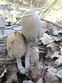 Coprinellus domesticus image