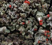 Cladonia incrassata image