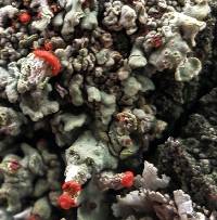 Cladonia incrassata image