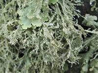 Ramalina intermedia image