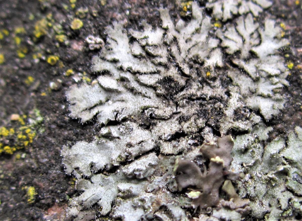 Phaeophyscia kairamoi image