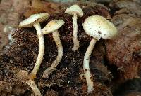 Kuehneromyces marginellus image