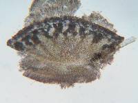 Cyathicula cyathoidea image