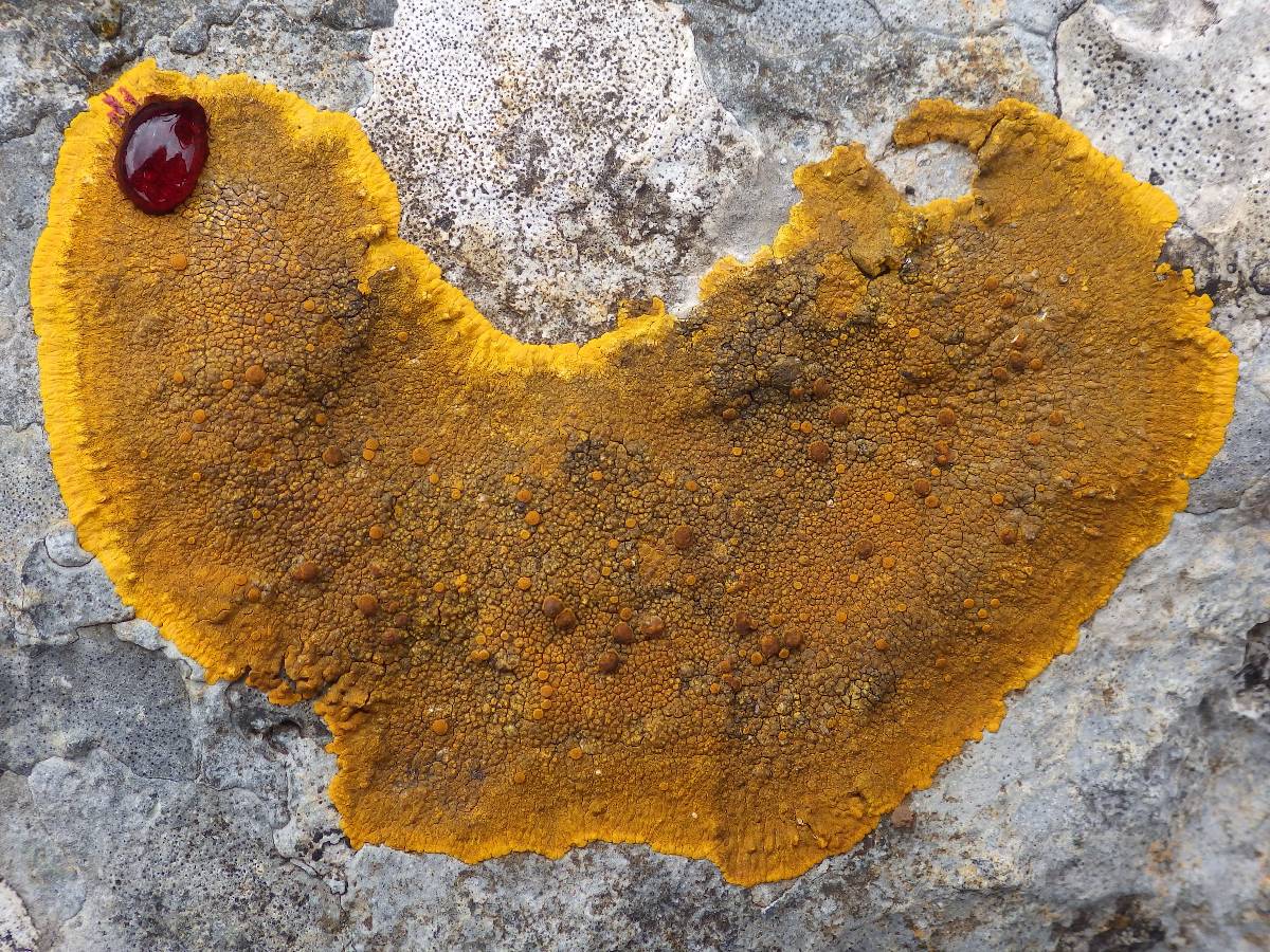 Caloplaca aurantia image