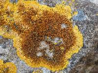Caloplaca aurantia image