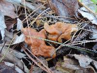 Gyromitra korfii image