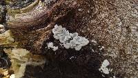Kretzschmaria deusta image