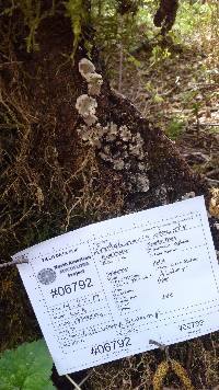 Kretzschmaria deusta image