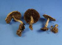 Psathyrella incerta image