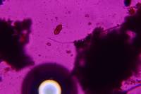 Eutryblidiella hysterina image