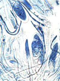 Caloplaca variabilis image