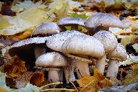 Agaricus deardorffensis image