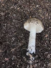 Amanita brunnescens image