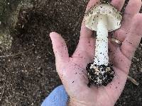 Amanita brunnescens image