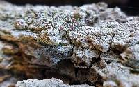 Lecanora hybocarpa image