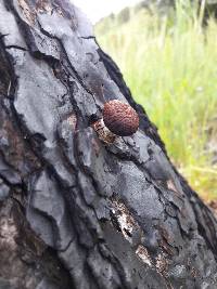 Gymnopilus thiersii image