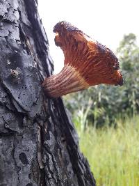 Gymnopilus thiersii image